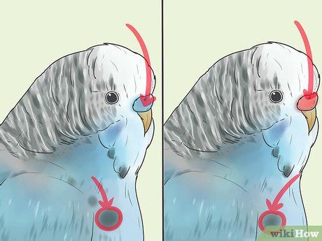 andulka samec|Jak určit pohlaví vaší andulky: 8 Kroků (s obrázky) – wikiHow